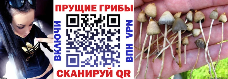 Псилоцибиновые грибы Psilocybe  Кемерово 